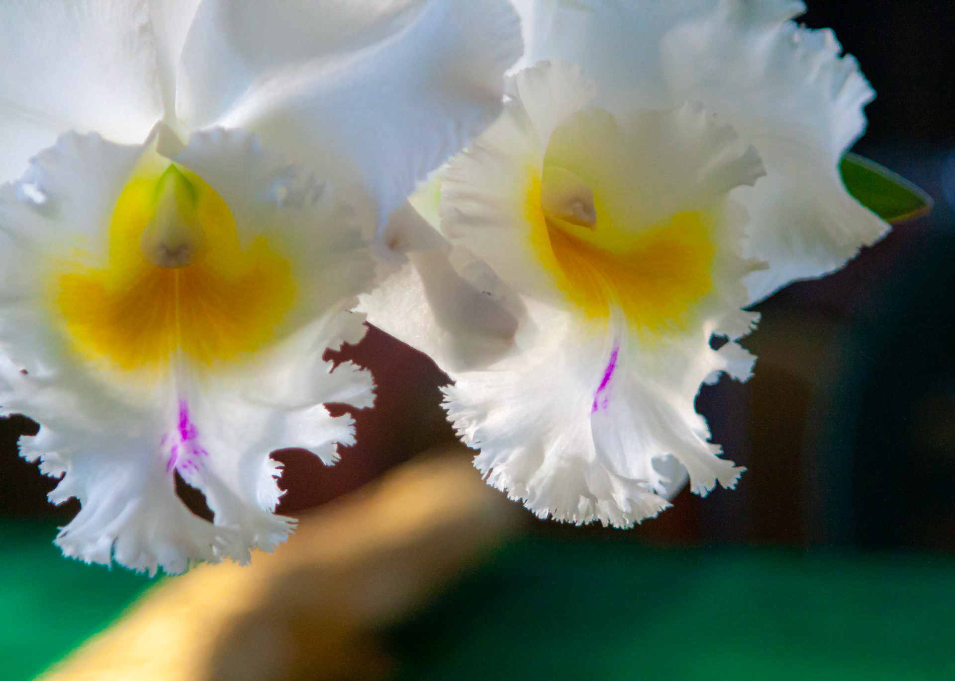 Weston, FL - January 31, 2009