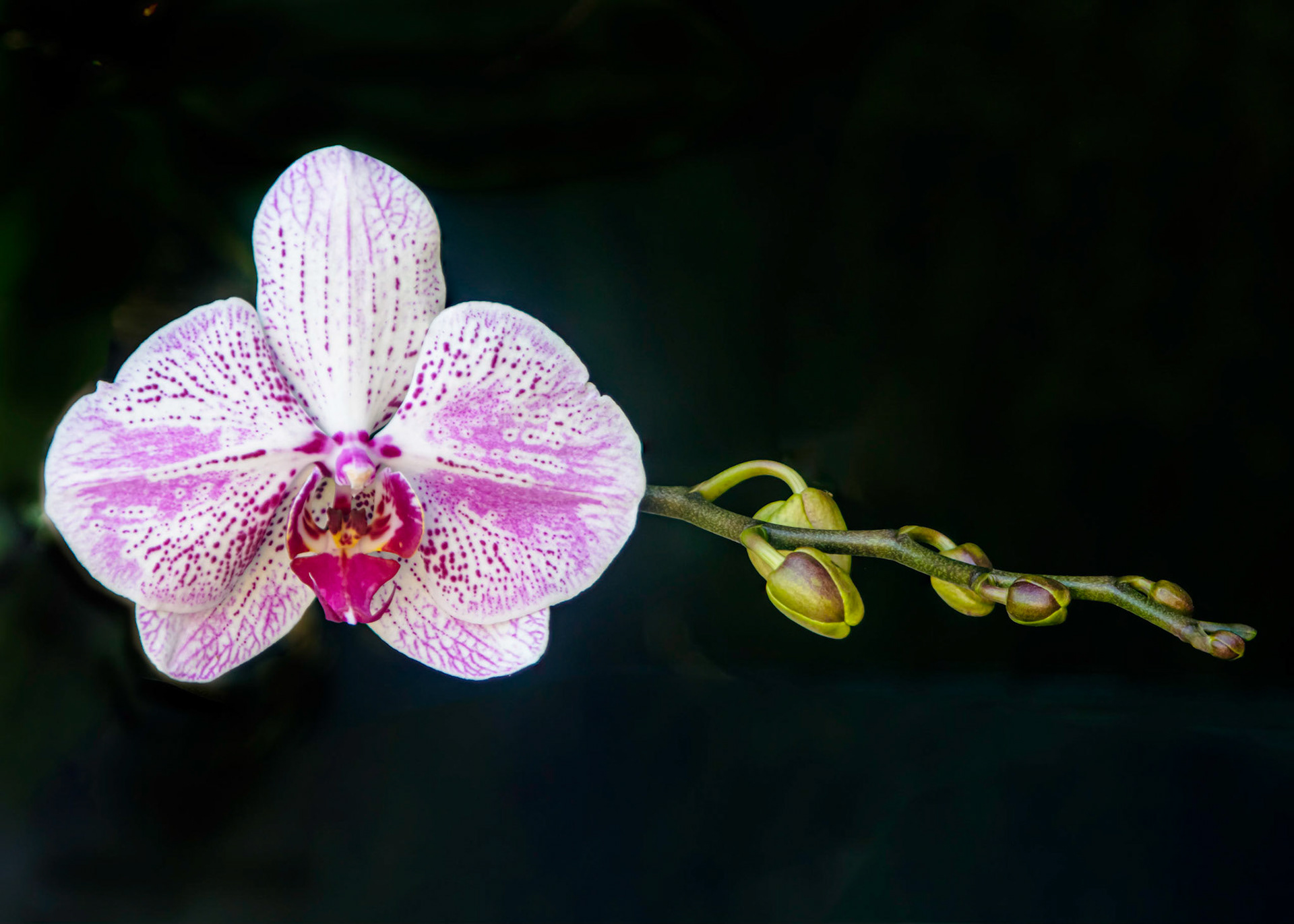 Orchid - Parkland, FL - February 10, 2023