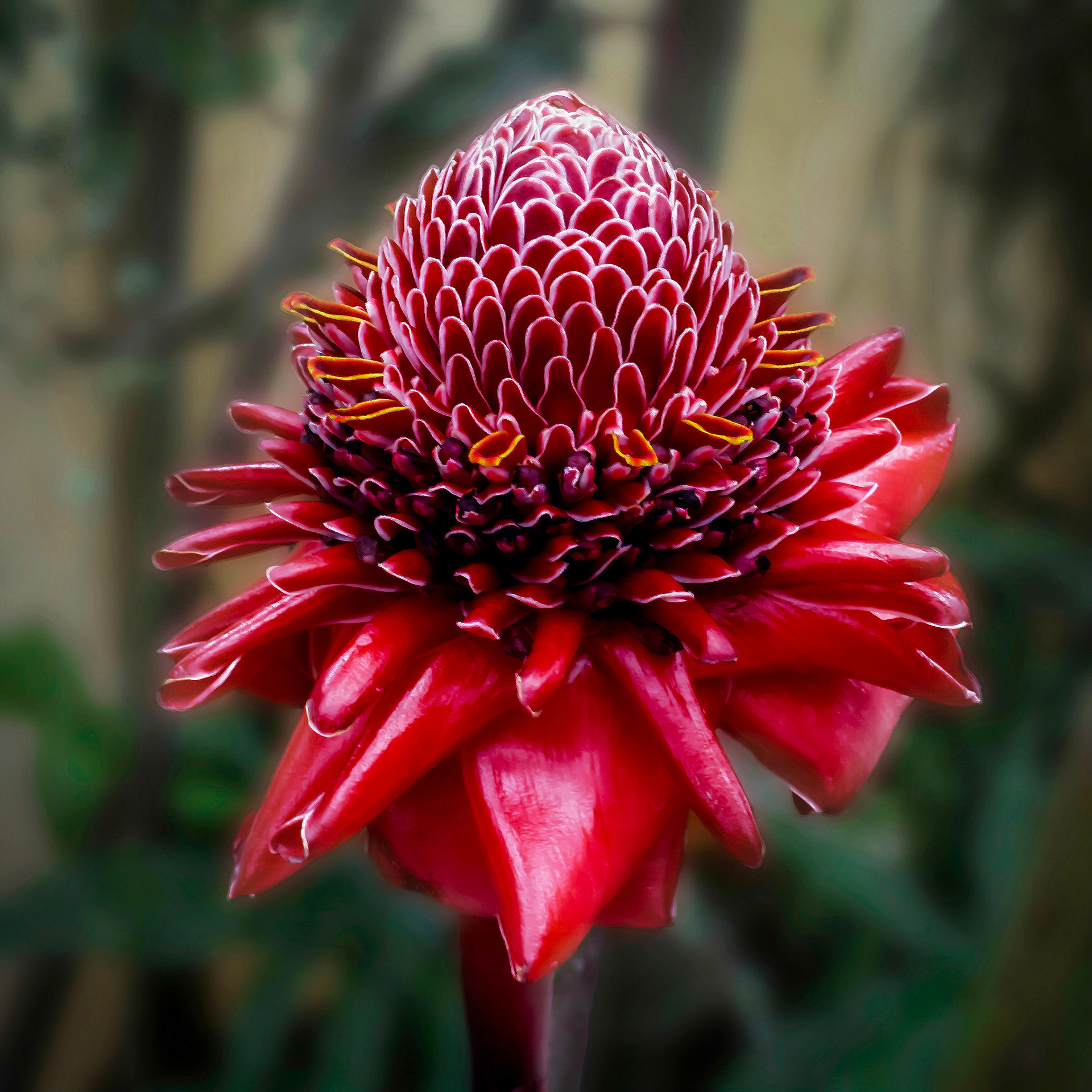 Porcelin Rose Ginger - Morikami Museum and Japanese Gardens, Delray Beach, FL - May 10, 2009