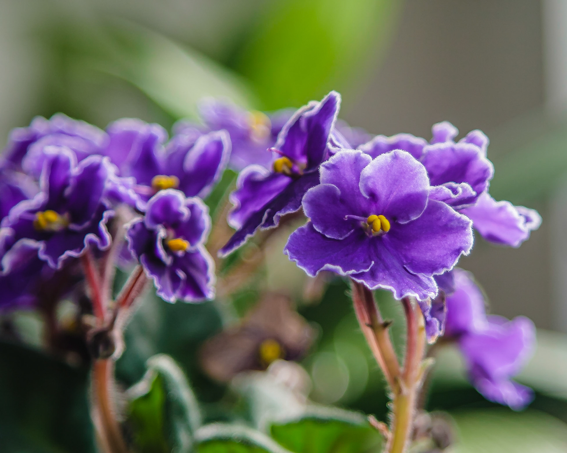 Weston, FL - January 31, 2009