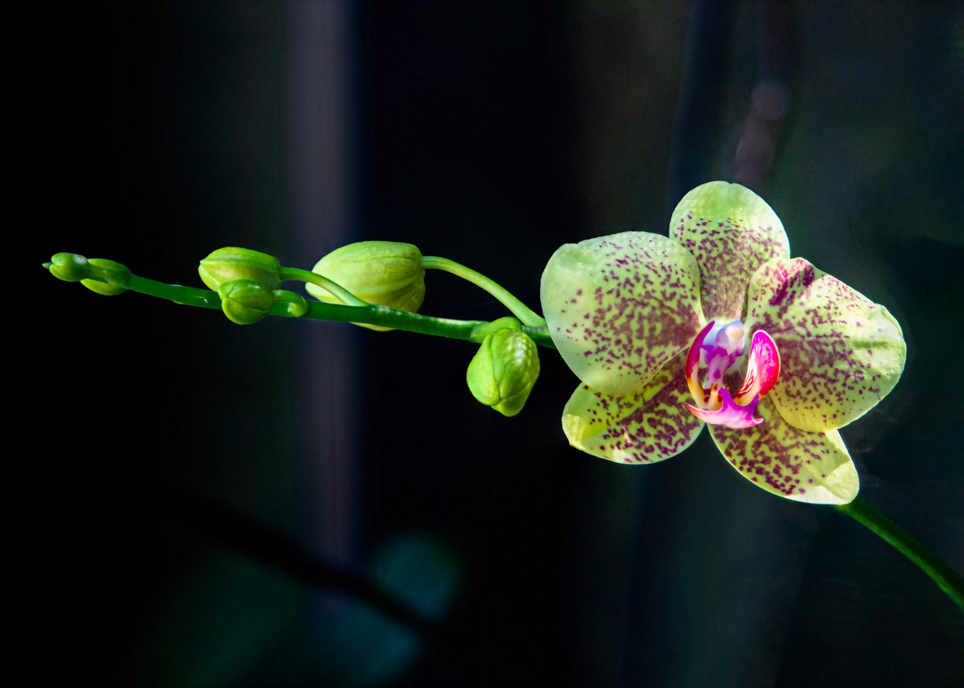 Orchid - Parkland, FL - February 10, 2023