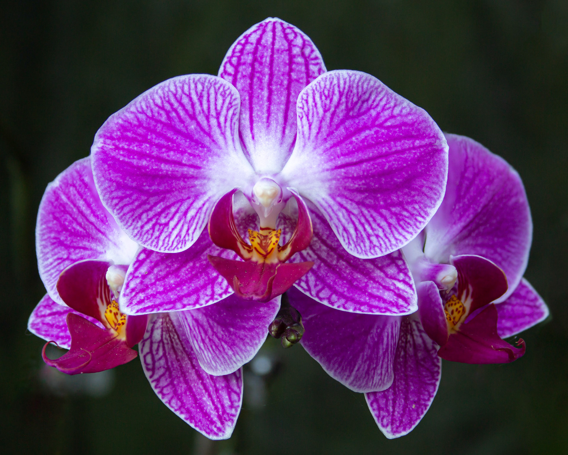 Orchid - Parkland, FL - January 30, 2023