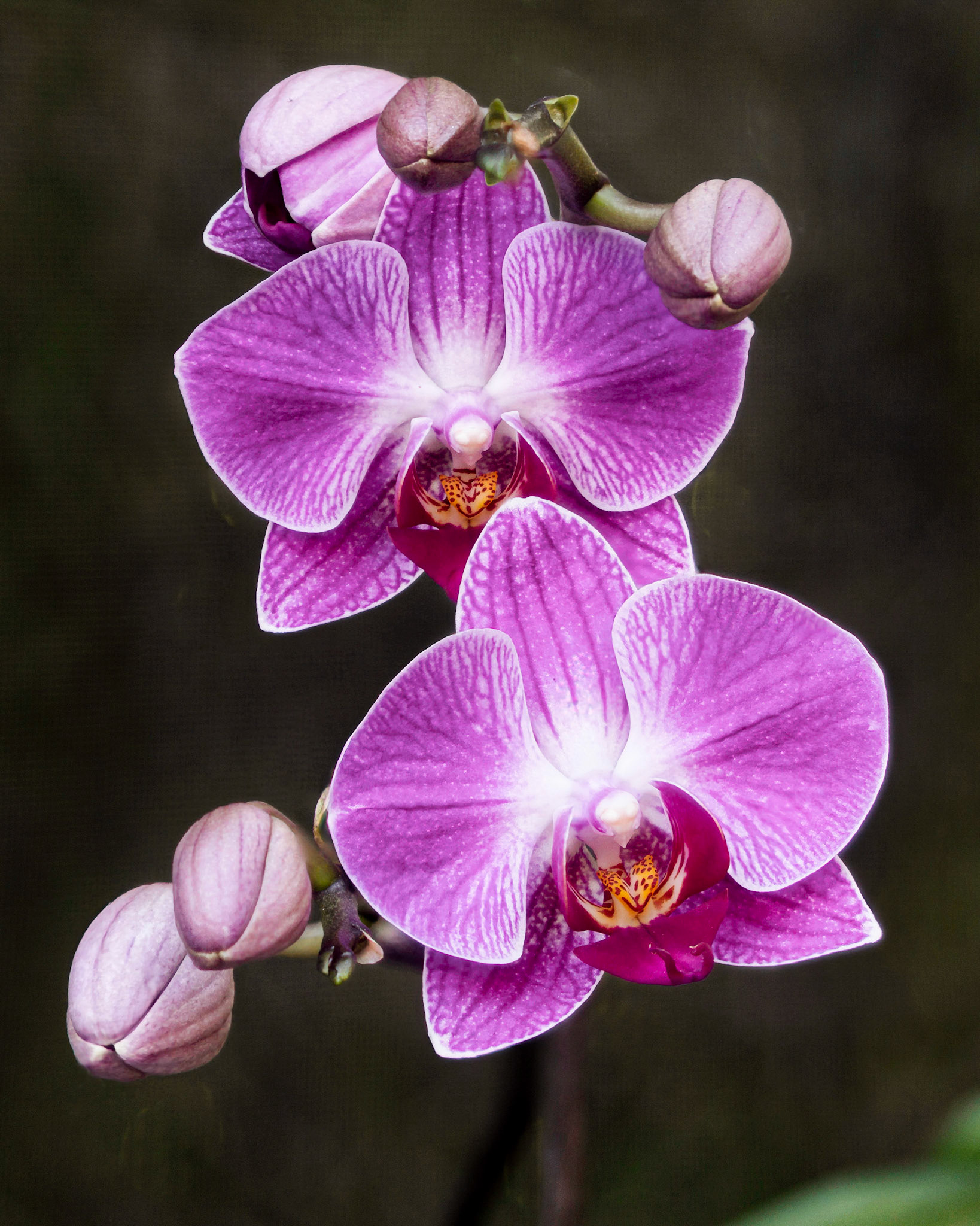Orchid - Parkland, FL - January 7, 2023