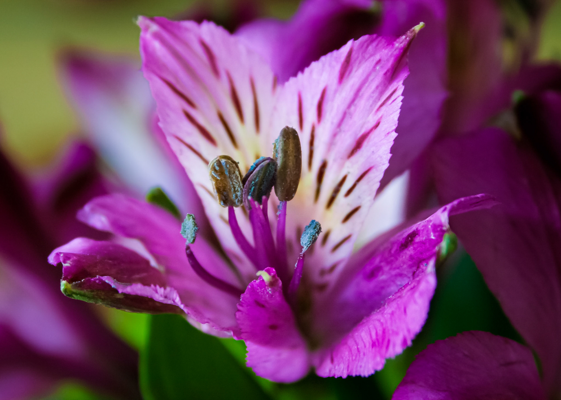 Flowers - February 16, 2009