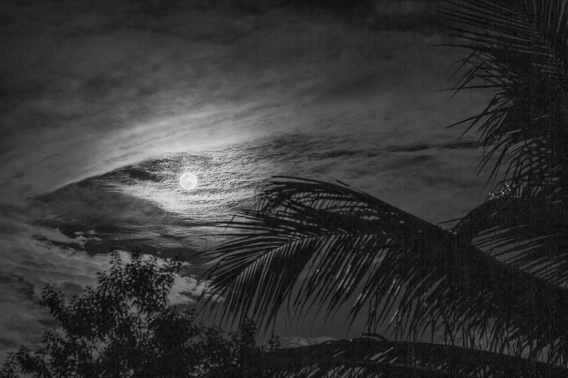 Tropical Moon - Parkland, FL February 5, 2023