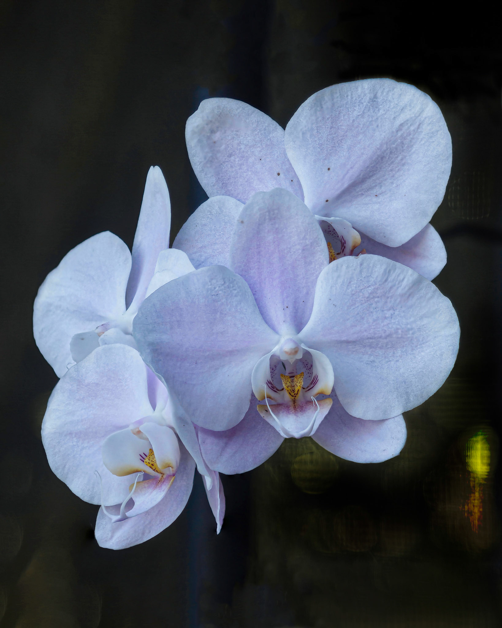 Orchid - Parkland, FL - January 10, 2023