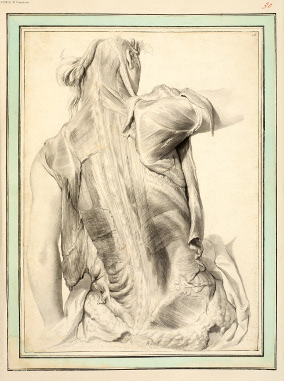 Plate from the Gérard de Lairesse collection  106 India ink in wash paint, made for the work of G. Bidloo : "Anatomia humani corporis",  Amsterdam, 1685, in-fol ; copyright BIUM/ R Caussimon