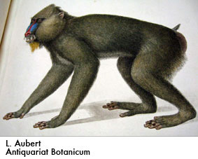 Antiq. BOTANICUM -