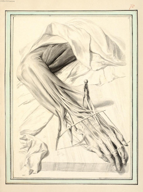 Lairesse, Gérard de. - Dessins originaux : planche n° 71 Amsterdam, 1680 (circa). D'un ensemble de cent six planches (lavis à l'encre de Chine), faites pour l'ouvrage de G. Bidloo : Anatomia humani corporis (Amsterdam, 1685, in-fol.) © BIUM / R. Caussimon Cote BIUM : MS26