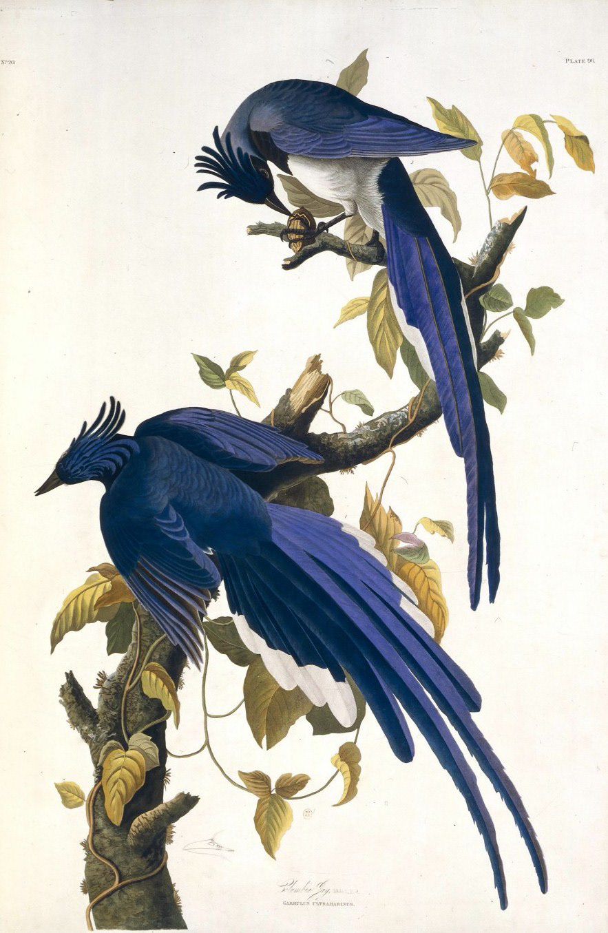 Jean-Jacques Audubon (1780?-1851). Geais à face noire dans Les Oiseaux d’Amérique. 1827-1830. Aquatinte en couleurs.