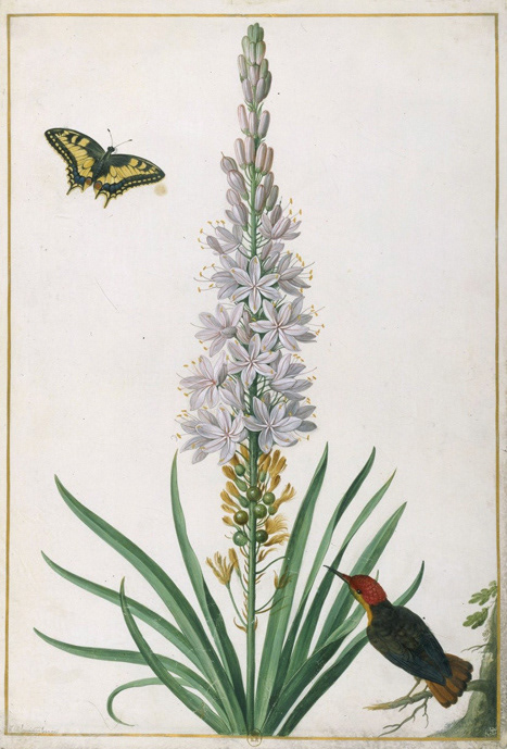 Johann Walter, Asphodel, swallowtail butterfly and Brazilian hummingbird, 1664, Nassau-Idstein anthology.