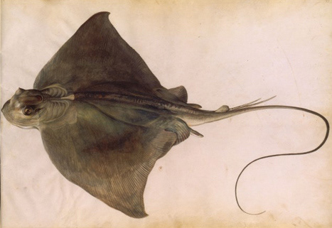 Claude Aubriet, La Raie ou L’aigle de mer, Album de coquillages et poissons, gouache, XVIIe siècle.