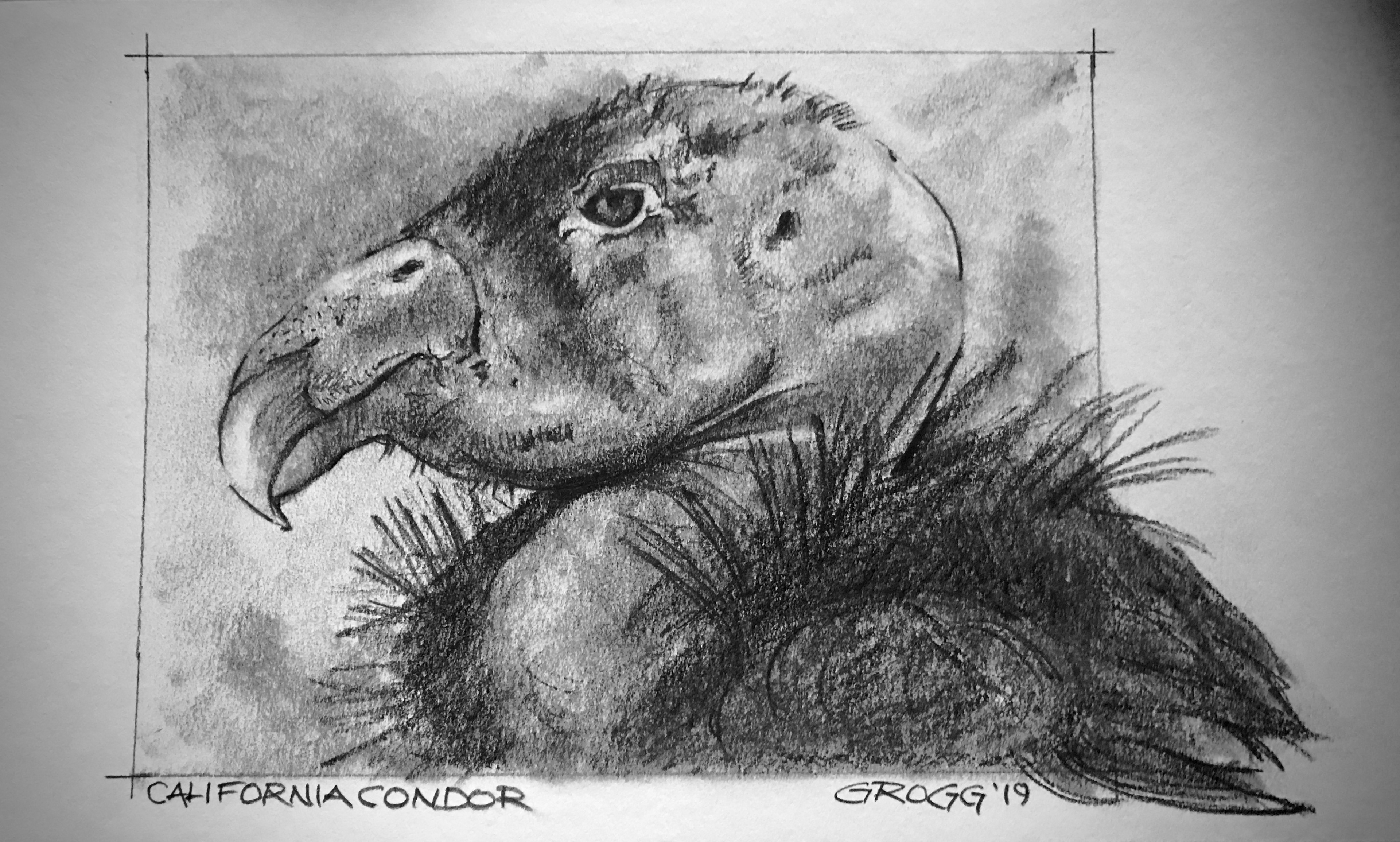 California Condor