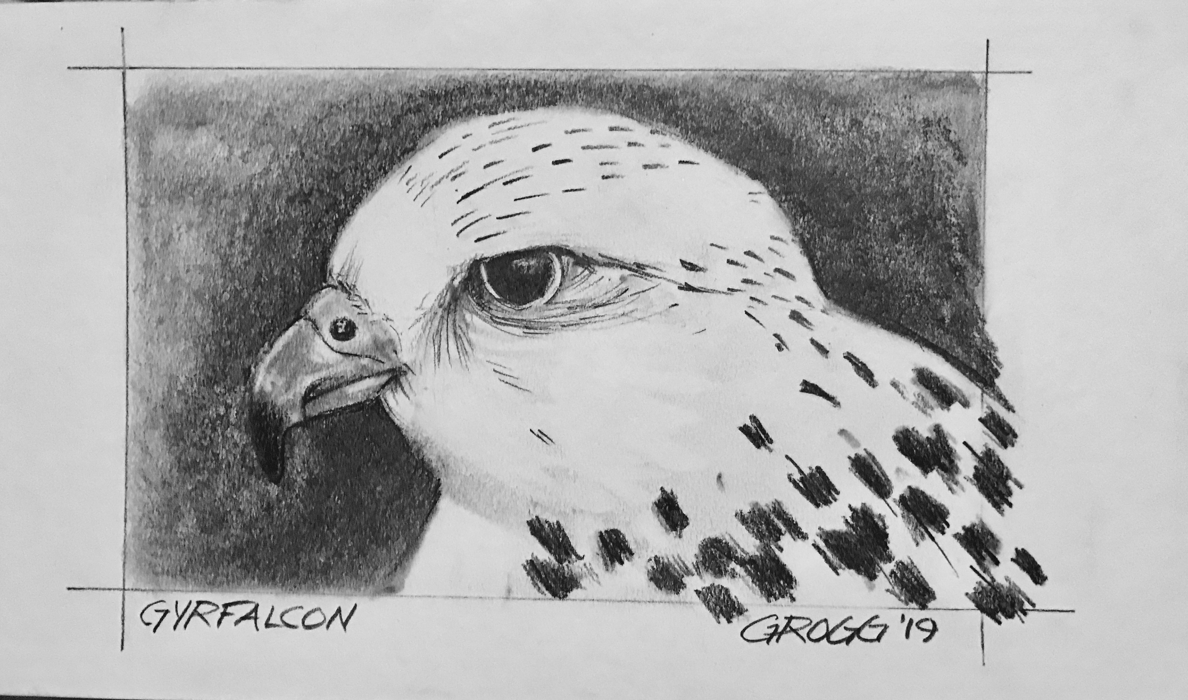 Gyrfalcon