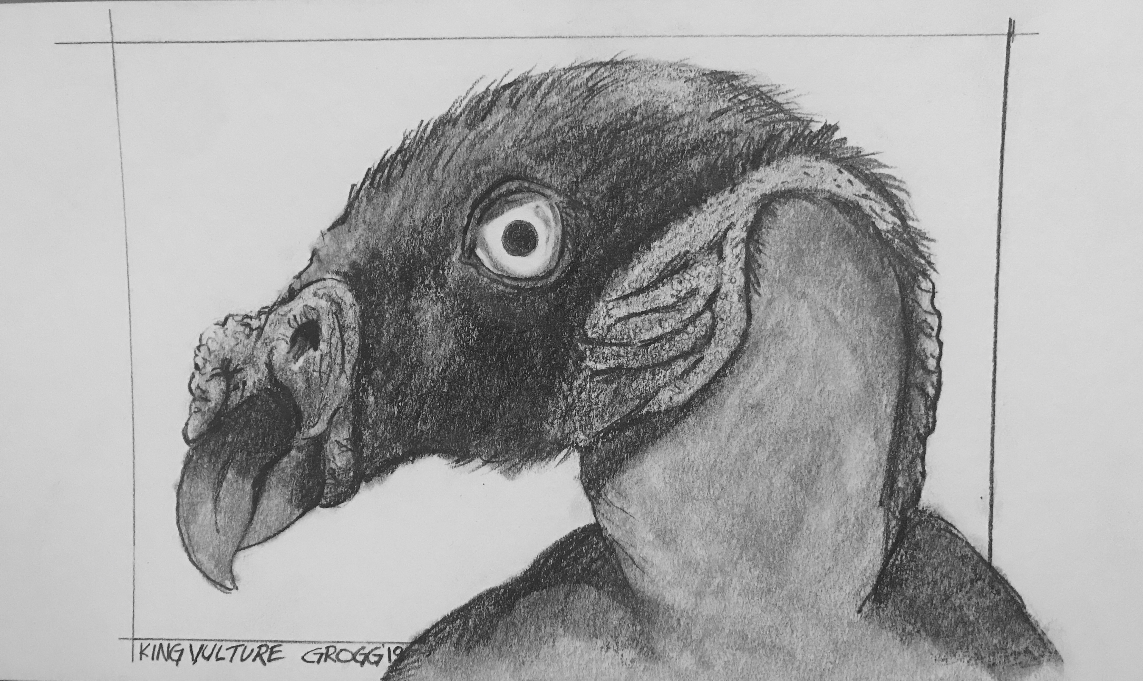 King Vulture