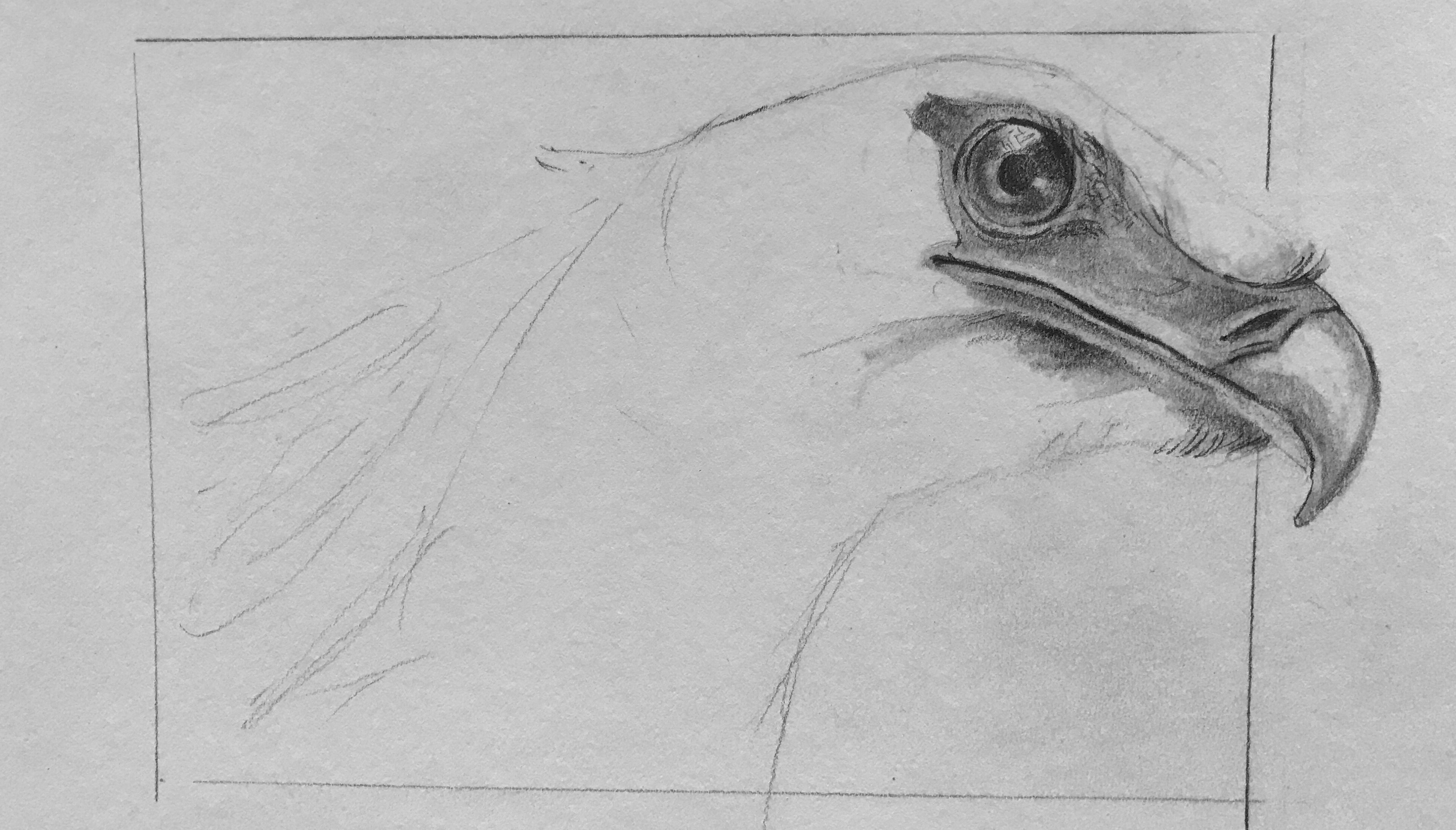 Eagle