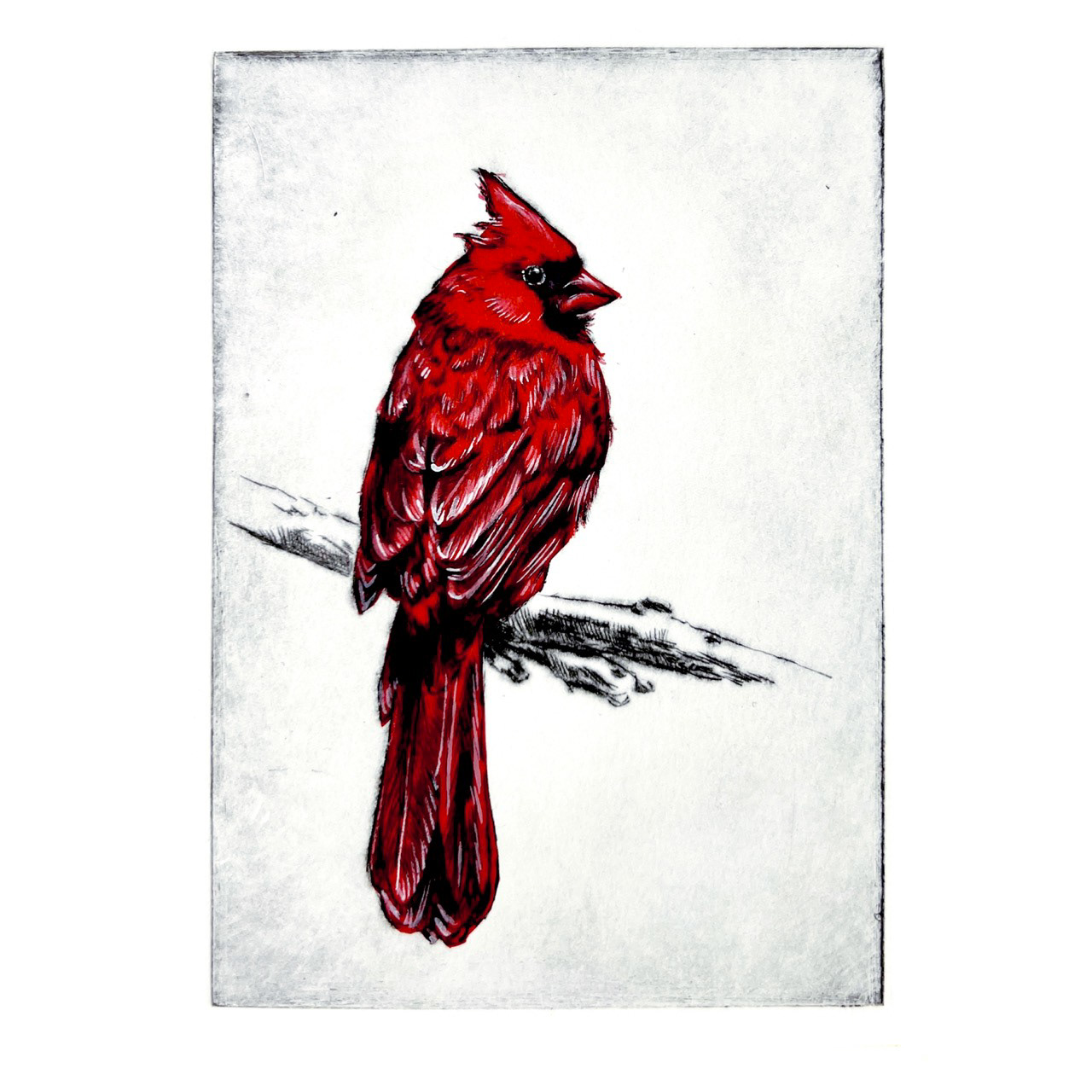 "Cardinal" -Available