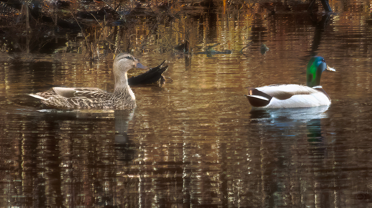 Mallards on on the Wankinco River - Wareham, MA
