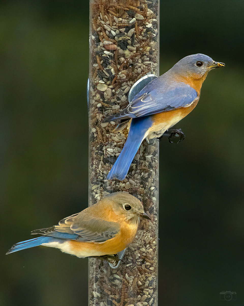 Mating Eastern Bluebirds - Plymouth, MA