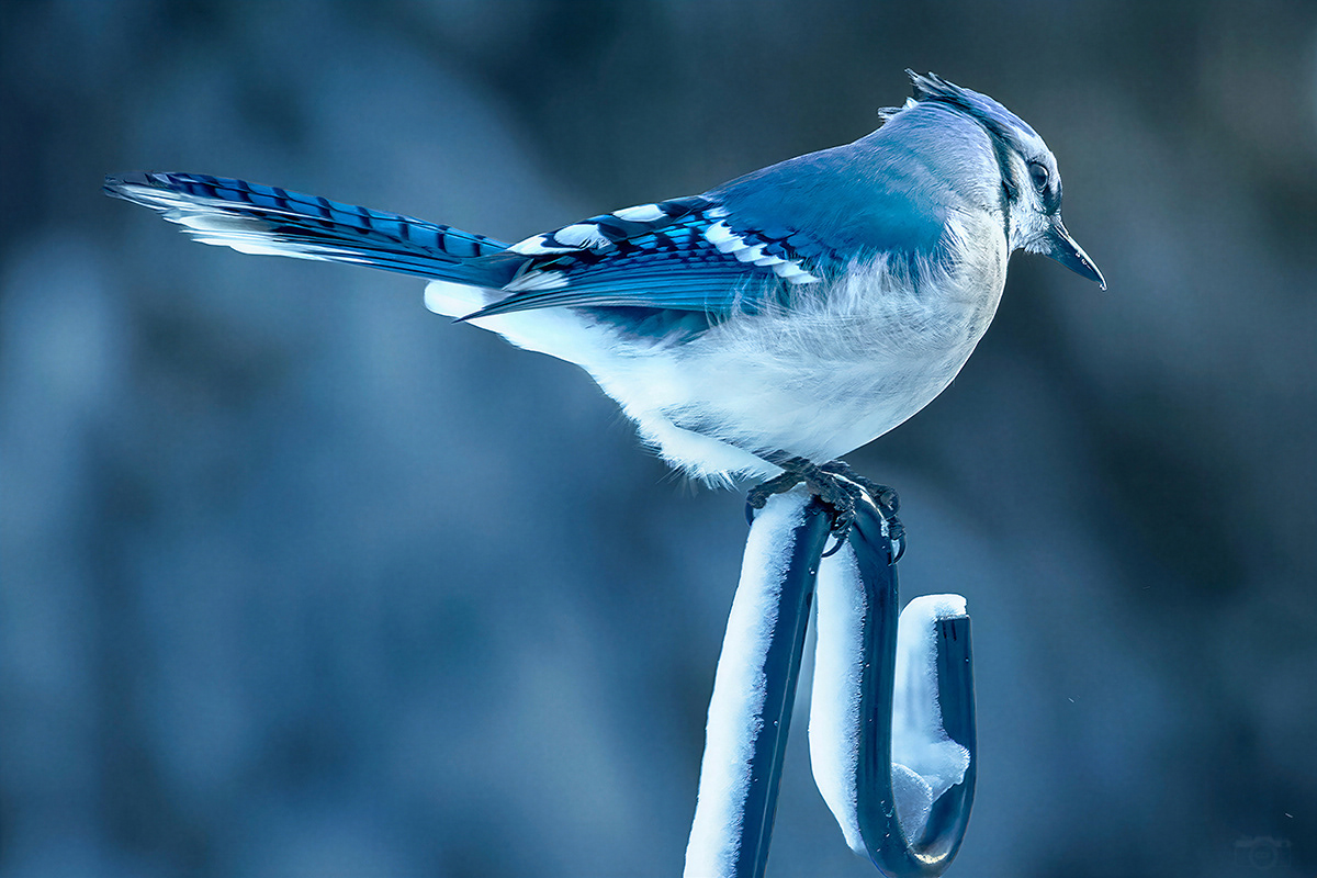 Bluejay - Calm after the storm - Redbrook Plymouth, Massachusetts