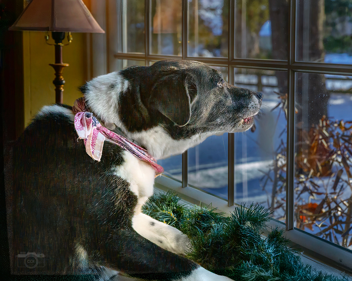 Lily on Squirrel patrol in Essex