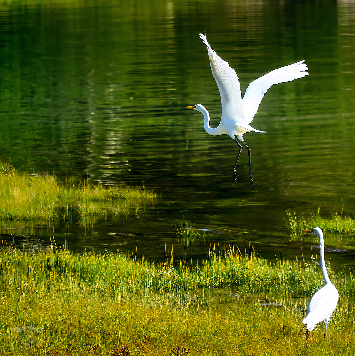 Great Egrets on the Cape Cod Canal