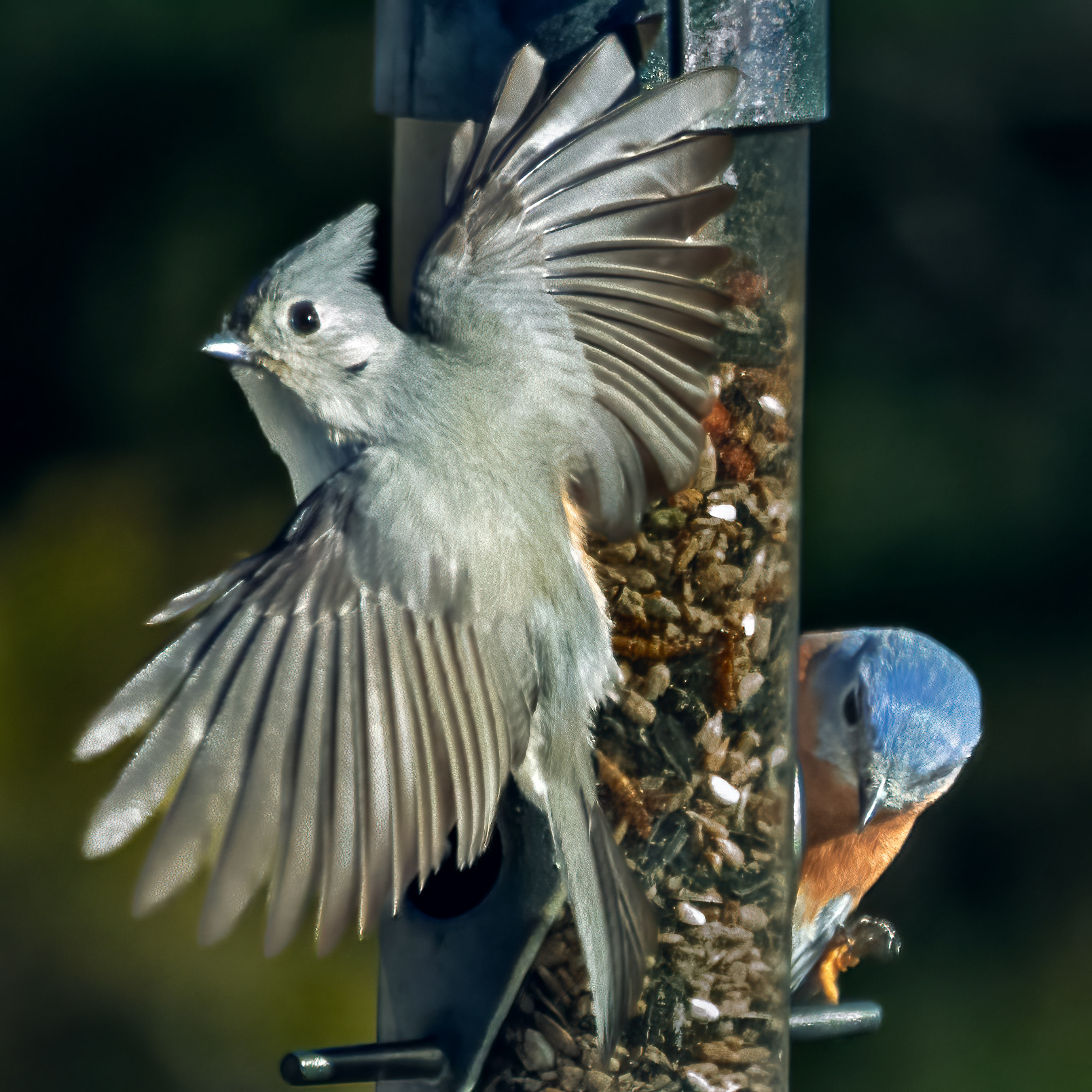 Tufted Titmouse with Eastern Bluebird - Plymouth, Massachusetts