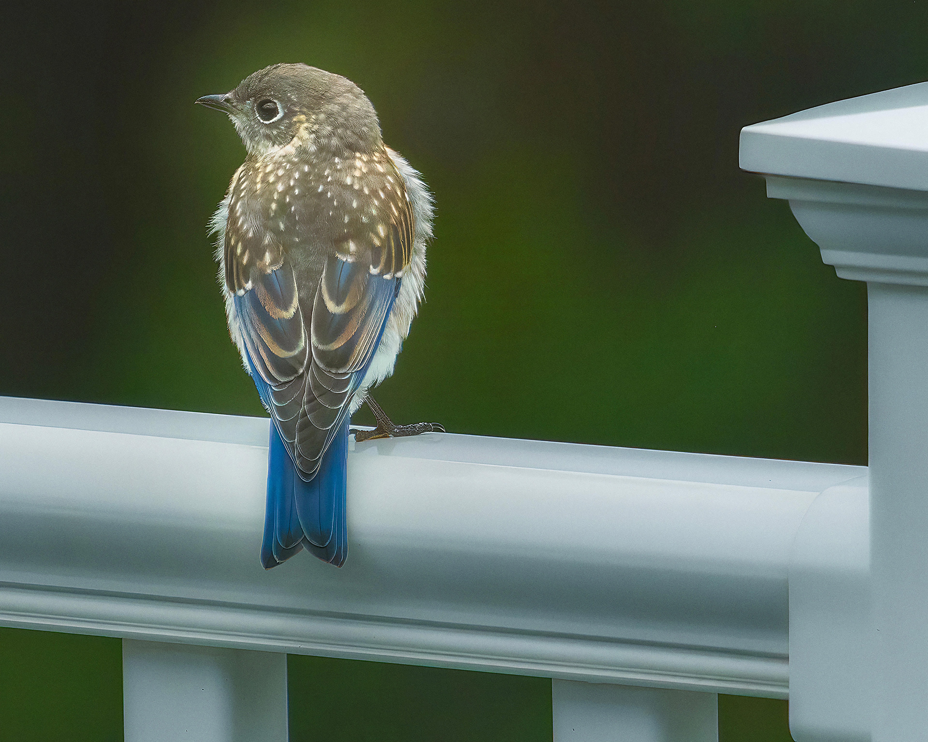 Juvenile Eastern Bluebird in Redbrook Plymouth, Massachusetts