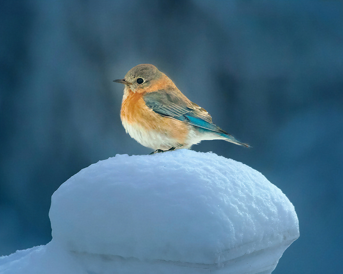 Eastern Bluebird - Calm after the storm - Redbrook Plymouth, Massachusetts