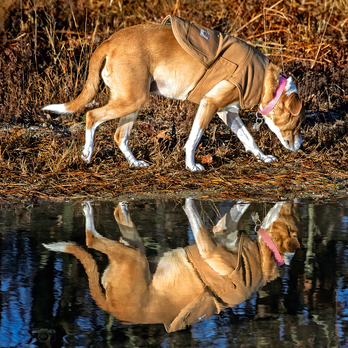Sadie near Deer Pond