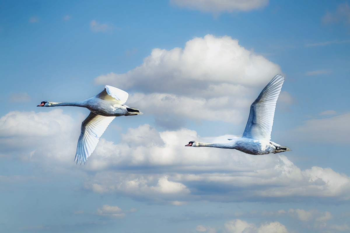 Mute Swans take flight