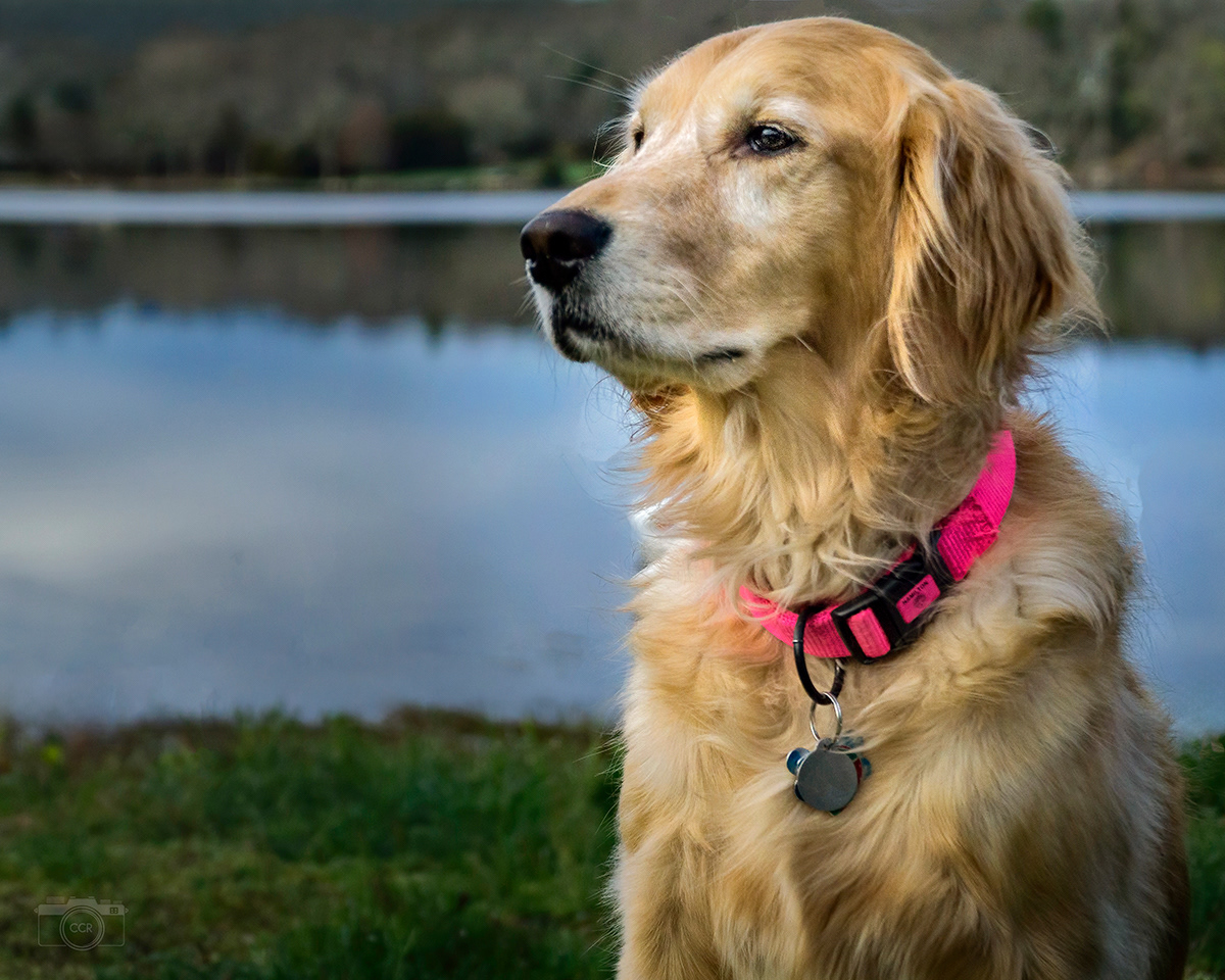 Lucy in Westport, Massachusetts