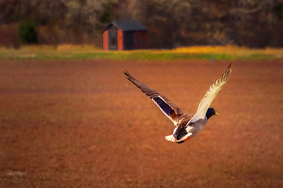 Male Mallard over the Barker Bogs