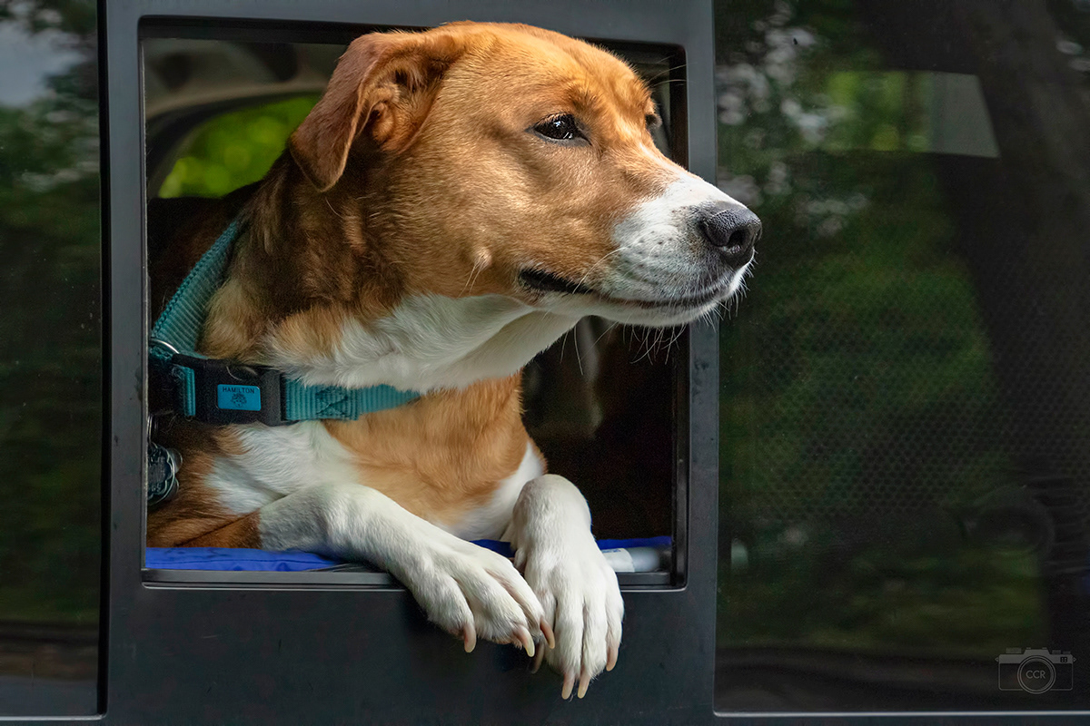 Sadie and her viewing window