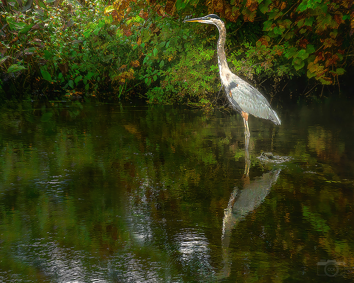 Great Blue Heron on the Agawam River
