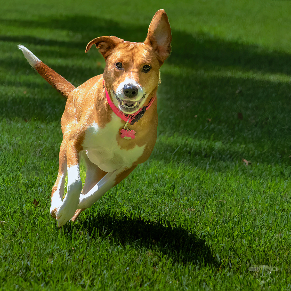 Sadie at play in Essex