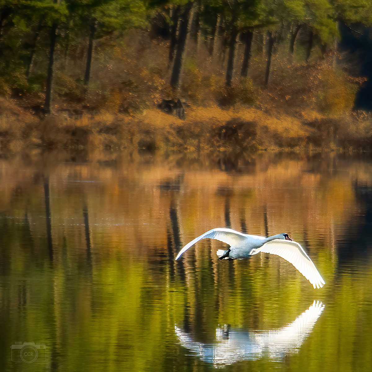 Mute swan takes flight in Plymouth