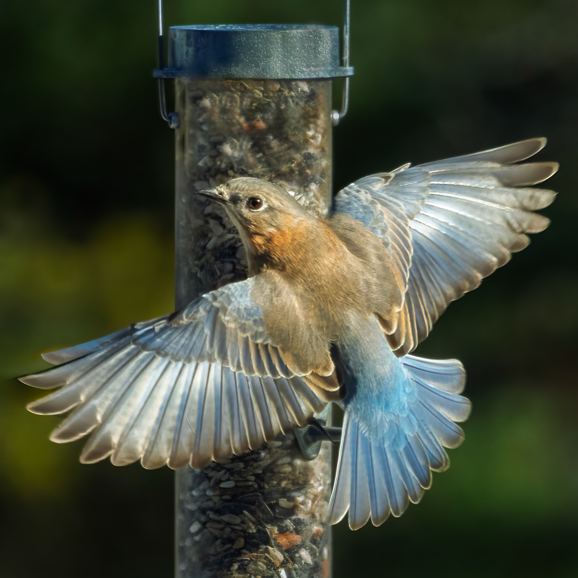 Female Eastern Bluebird - Plymouth, Massachusetts