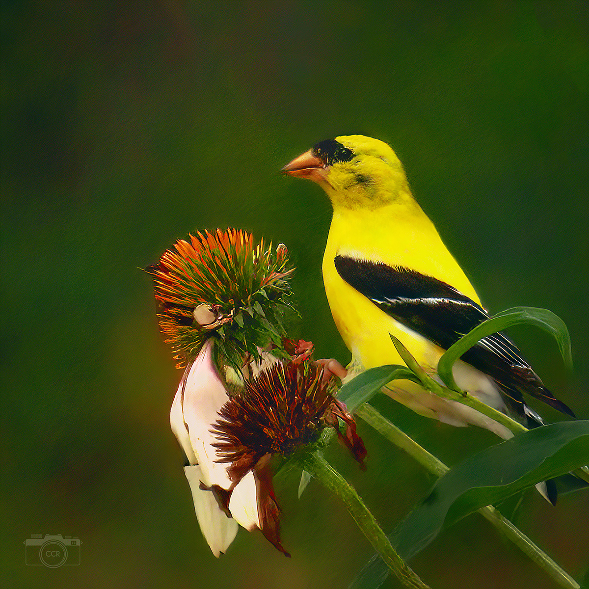 American Goldfinch in Essex