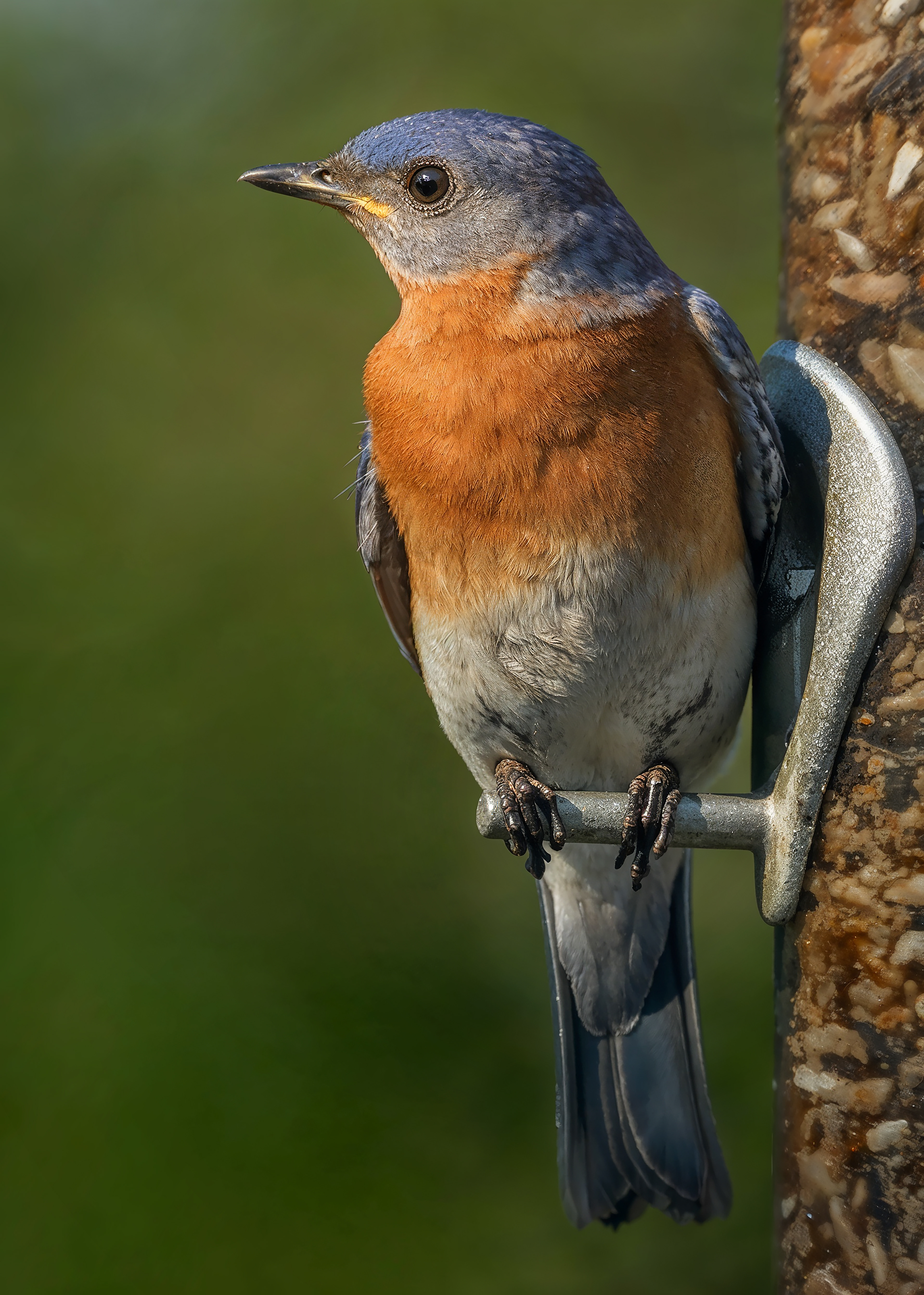 Eastern Bluebird - Plymouth, Massachusetts