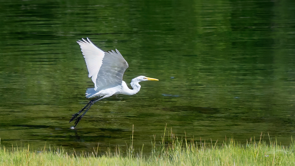 Great Egret on the Cape Cod Canal takes flight