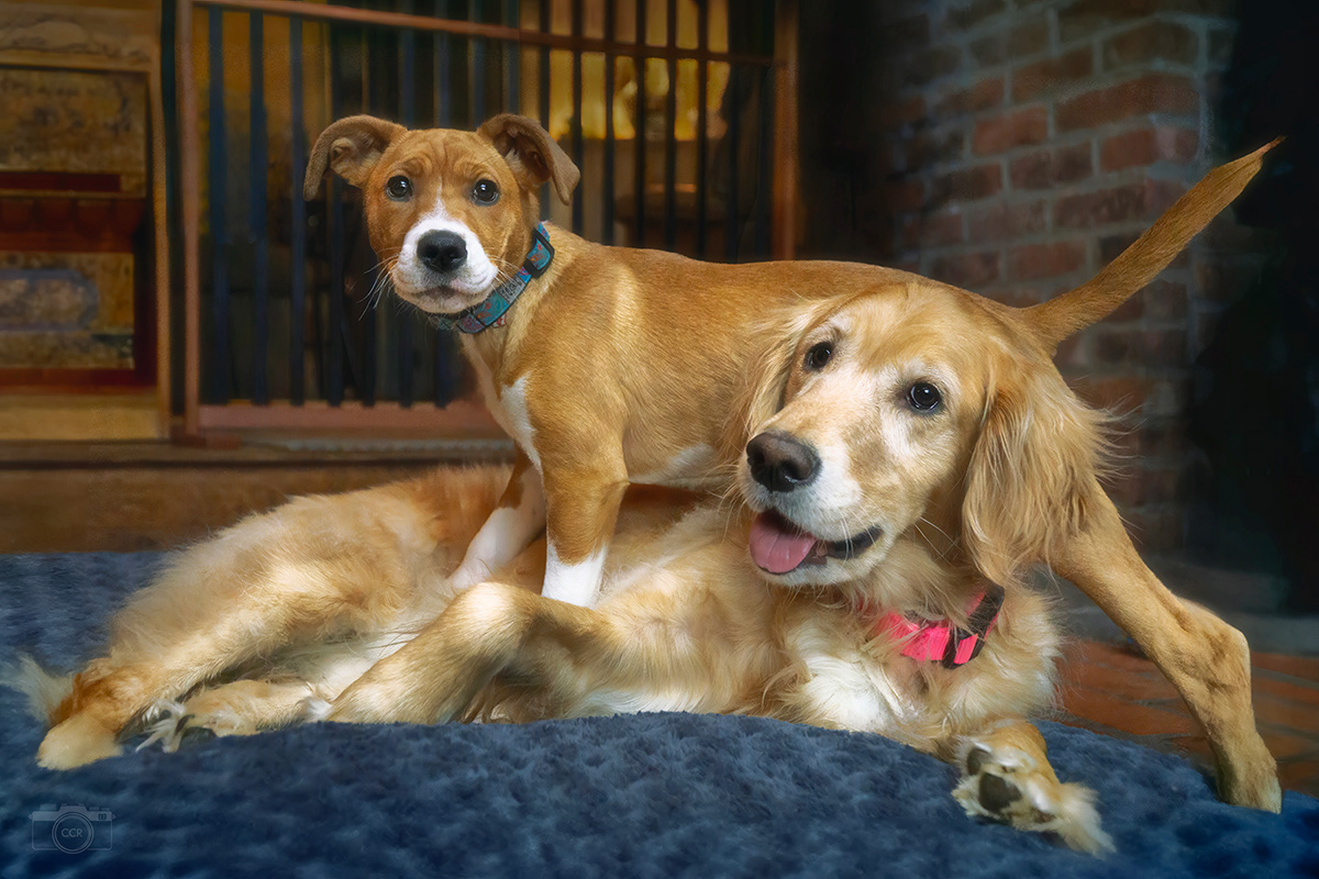 Sunday morning with Sadie and Lucy - Essex, Connecticut