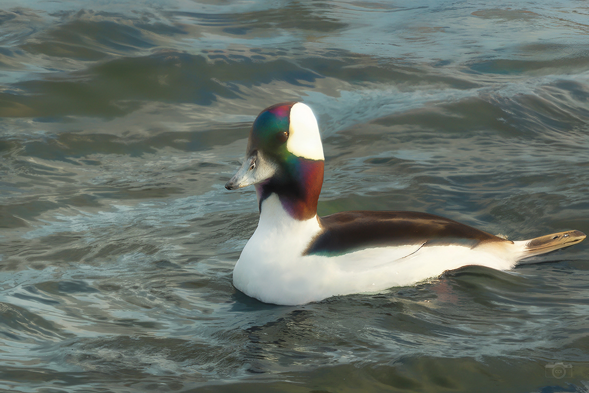 A male Bufflehead - The smallest diving duck in North America - On the Cape Cod Canal - Bourne, MA