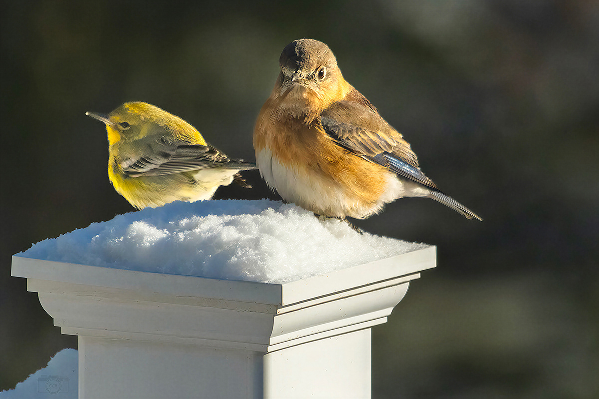 Pine Warbler and Eastern Bluebird chilling - Plymouth, MA