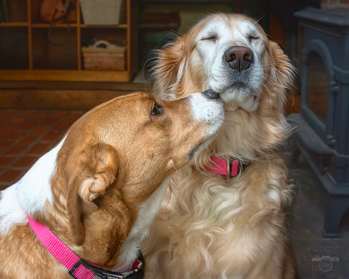 Sadie and Lucy... Pals