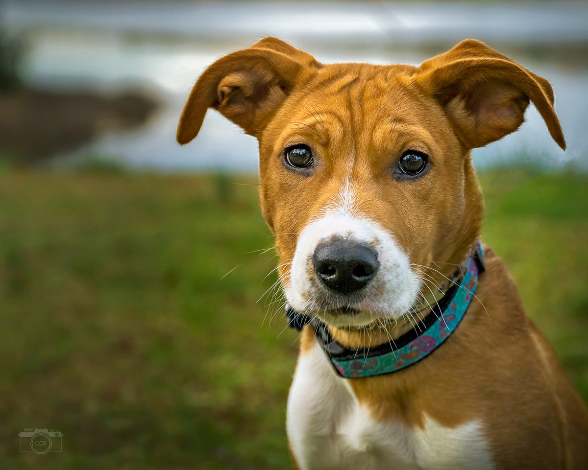 Sadie in Westport, Massachusetts