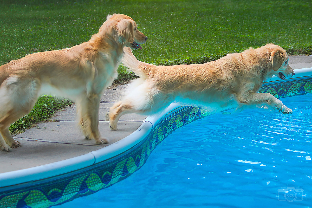 Trixie leads Lucy into the Pool... aka Twimming