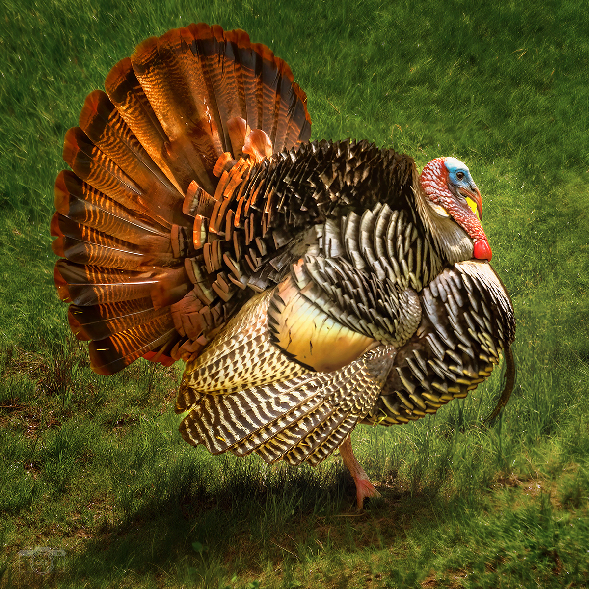 Male Tom strutting in our Plymouth backyard