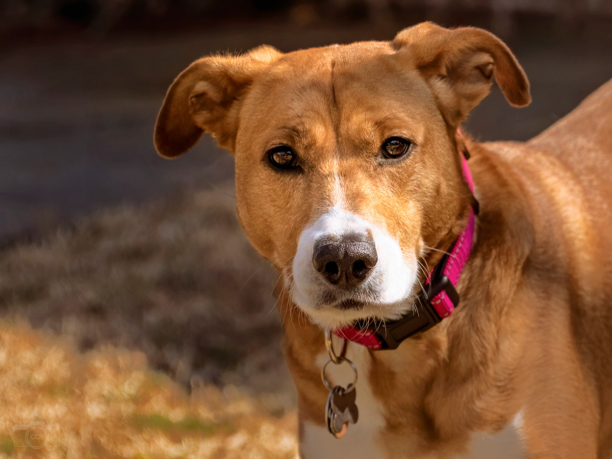 Ms. Sadie - Essex, Connecticut - 2023