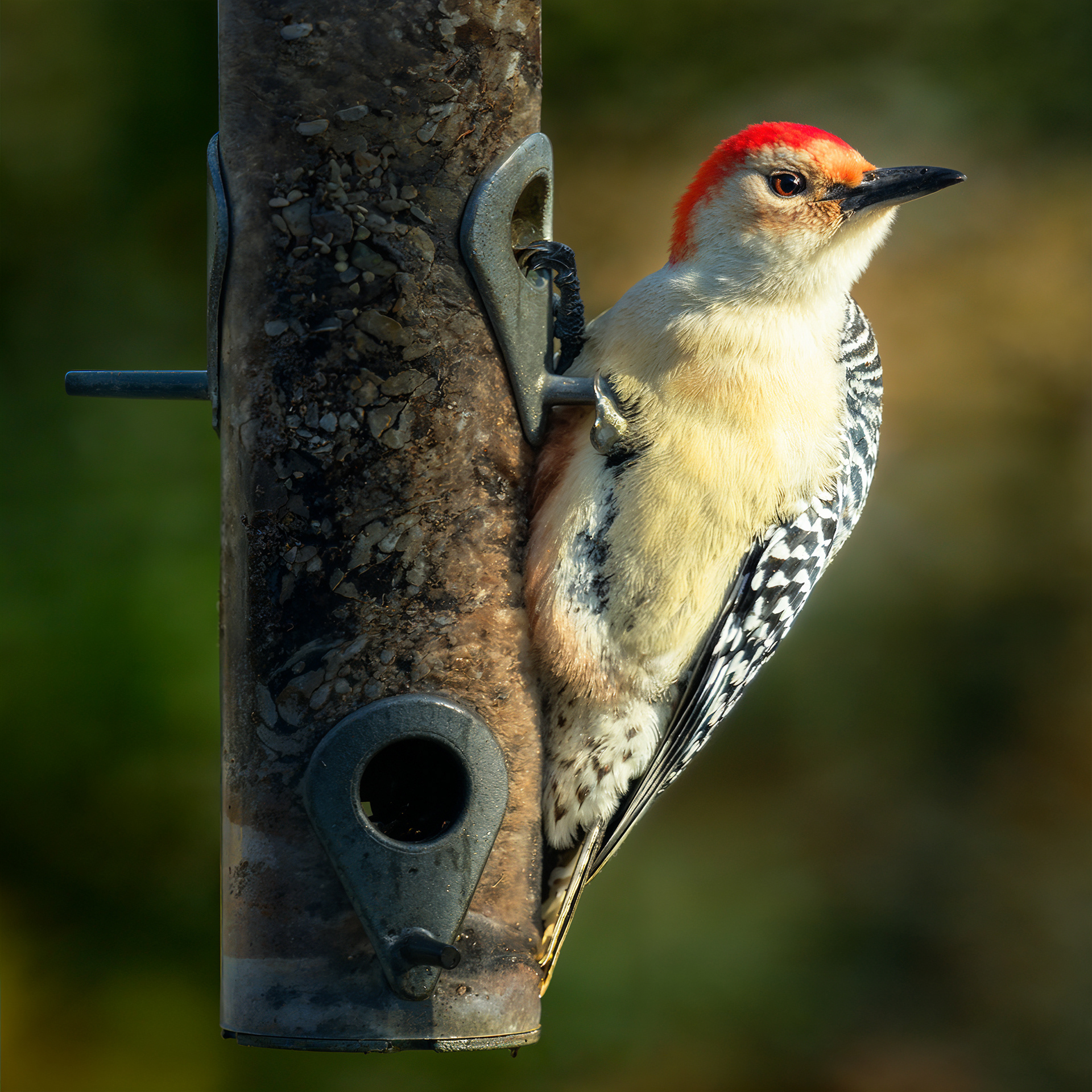 Red Bellied Woodpecker - Plymouth, Massachusetts